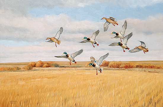 #460 ~ Kelly - Stubble Feeders