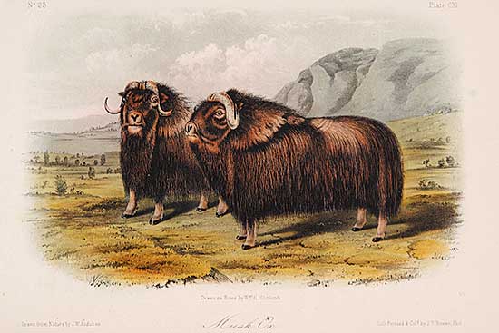 #609 ~ Audubon - Musk Ox [Pl.CXI]