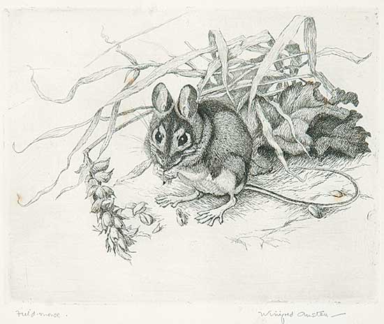 #610 ~ Austen - Field Mouse