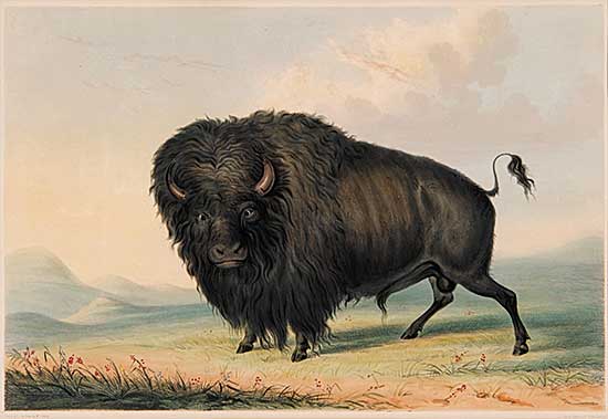 #645 ~ Catlin - Buffalo Bull Grazing [Pl.27]