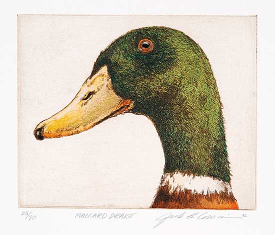 #651 ~ Cowin - Mallard Drake  #20/30