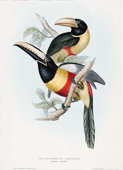 #695 ~ Gould - Pteroglossus Aracari
