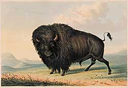 #645 ~ Catlin - Buffalo Bull Grazing [Pl.27]