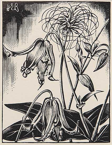 #4 ~ Bergman - Wild Clematis