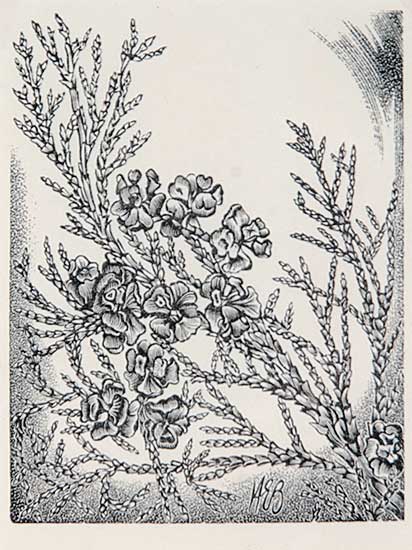 #8 ~ Bergman - Yellow Cedar