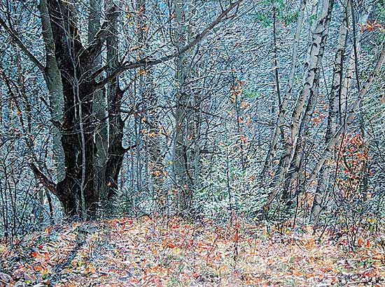 #65 ~ Kaye - Quebec Woods