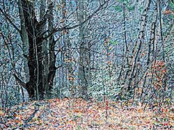 #65 ~ Kaye - Quebec Woods