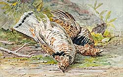 #438 ~ Martin - Untitled - A Brace of Grouse