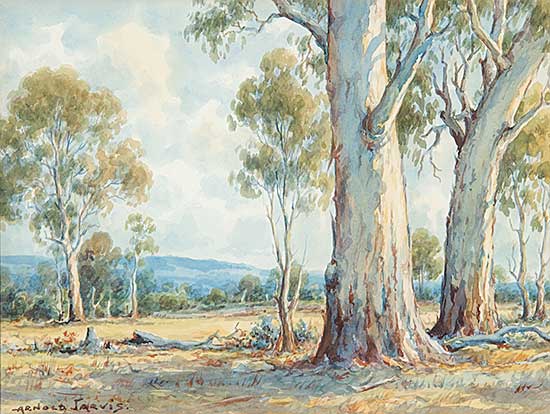 #697 ~ Jarvis - Blue Gums Near Woodland, Victoria, Australia