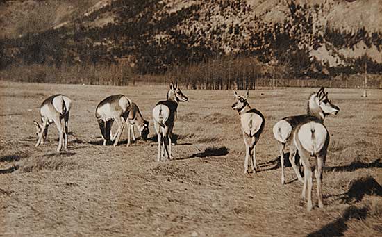 #221.4 ~ Harmon - Antelope, Banff