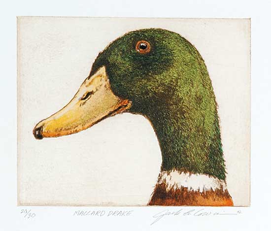 #525 ~ Cowin - Mallard Drake  #20/30