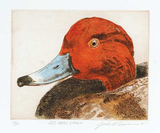 #526 ~ Cowin - Red Head Drake  #11/30