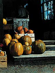 #623 ~ Wylie - Jack O'Lanterns