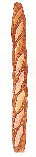 #46 ~ Clarence - Untitled - Baguette