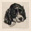 #462.2 ~ Cowin - Untitled - Cocker Spaniel Puppy  #A/P