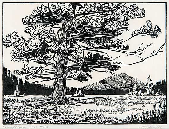 #731 ~ Shelton - Windblown Fir  #45/100