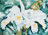 #556.2 ~ Hunt-Johnson - Untitled - White Cattleyas