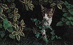 #183 ~ Morsette - Untitled - Peek a Boo Cat