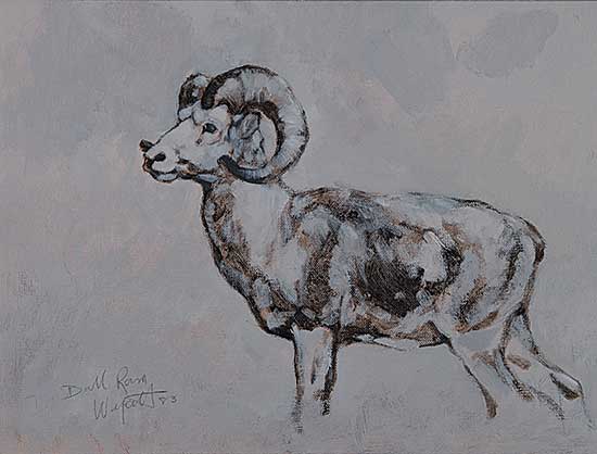 #924 ~ Wyatt - Dall Ram