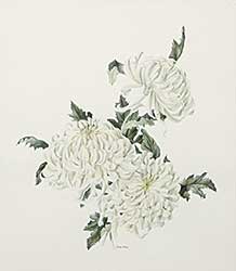 #696 ~ Heine - White Chrysanthemums