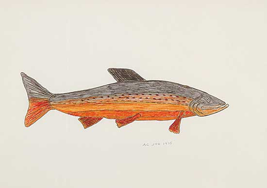 #50 ~ Morgan - Arctic Char During Spawning Season
