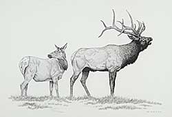#223 ~ Twigg - Untitled - Elk