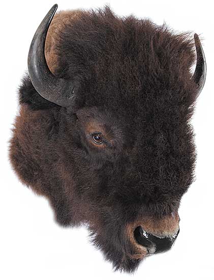 #89 ~ School - Untitled - Buffalo Head #89 ~ School - Untitled - Buffalo Head