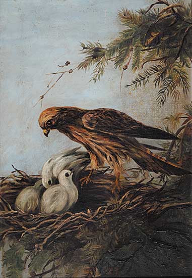 #410 ~ Boultby - Untitled - Hawk Feeding her Young