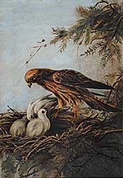 #410 ~ Boultby - Untitled - Hawk Feeding her Young