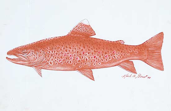 #664 ~ Geist - Untitled - Brown Fish