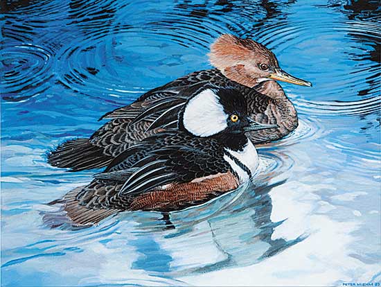 #432 ~ Miehm - Ruddy Mergansers