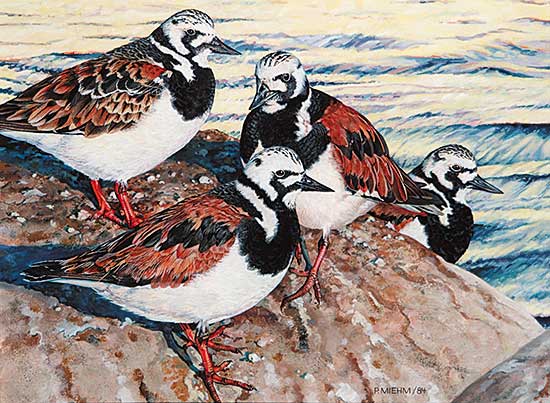 #436 ~ Miehm - Ruddy Turnstone