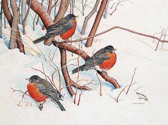 #437 ~ Miehm - American Robins