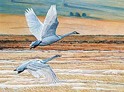 #433 ~ Miehm - Trumpeter Swans