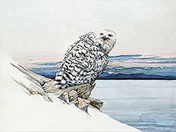 #434 ~ Miehm - Snowy Owl