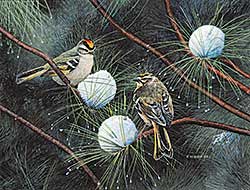 #438 ~ Miehm - Gold Crowned Kinglet