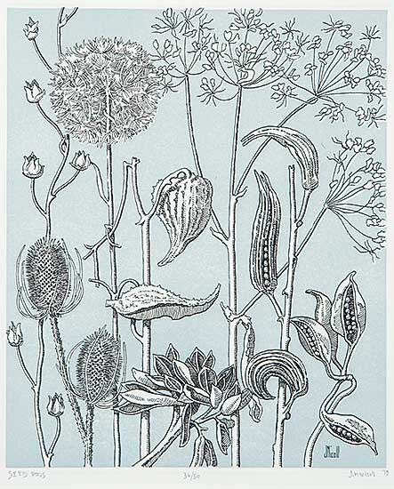 #366 ~ Nicoll - Seed Pods  #36/50