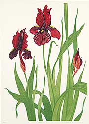 #663 ~ Iger - German Iris  #68/185