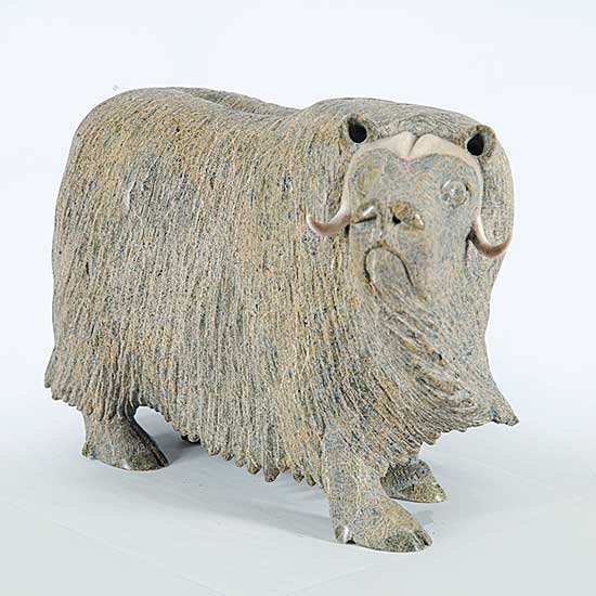 #69 ~ Ikkidluak - Muskox