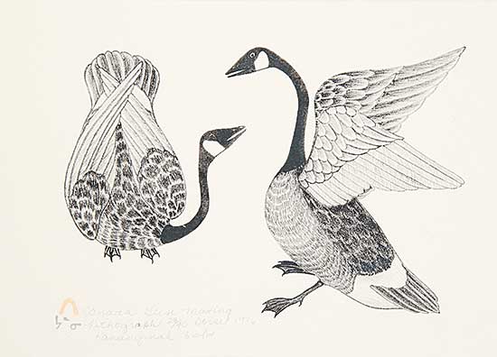 #453 ~ Pootoogook - Canada Geese Mating  #28/40