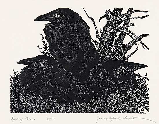#492 ~ Smith - Young Crows  #46/50