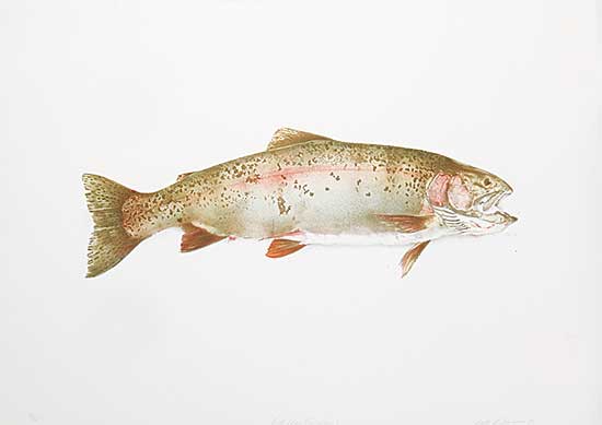 #680.1 ~ Cowin - Fish [Hen Rainbow]  #36/50