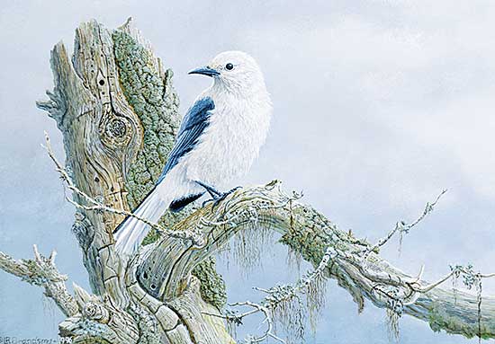#409 ~ Brandsma - Clark's Nutcracker