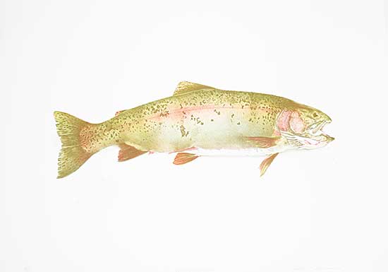 #1140 ~ Cowin - Fish [Hen Rainbow]  #45/50