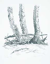 #1244 ~ Lindner - Birches  #42/60