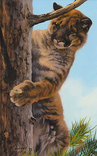 #406 ~ Baynton - Untitled - Cougar