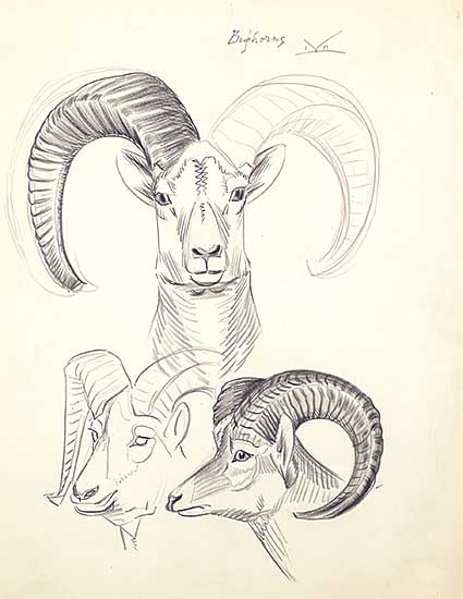 #422 ~ Kerr - Bighorns