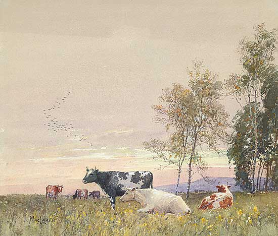 #441 ~ MacLaren - Peaceful Pastures Lambhill