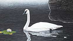 #67 ~ Olson - Serene Splendor - Trumpeter Swan