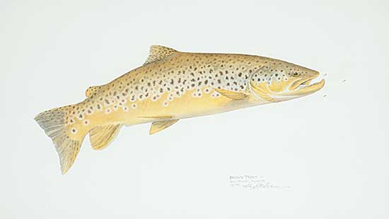 #49 ~ Stidham - Brown Trout - Bow River, Alberta